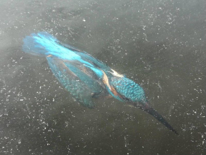 Замерзший во льдах Дельфин