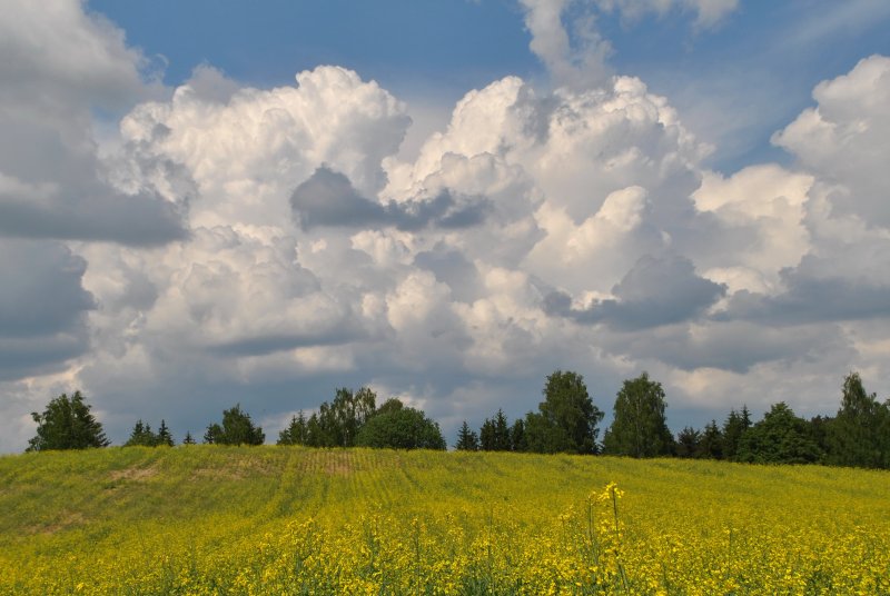Кучевые облака над полем