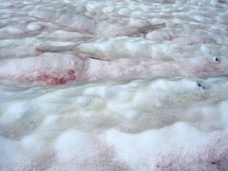 Розовый снег в Антарктиде
