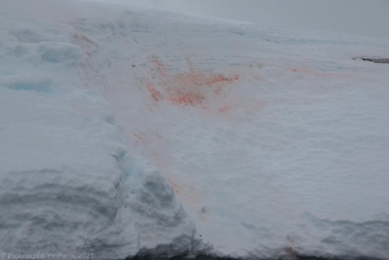 Красный снег в Антарктиде