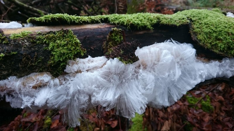 Ледяные волосы гриб