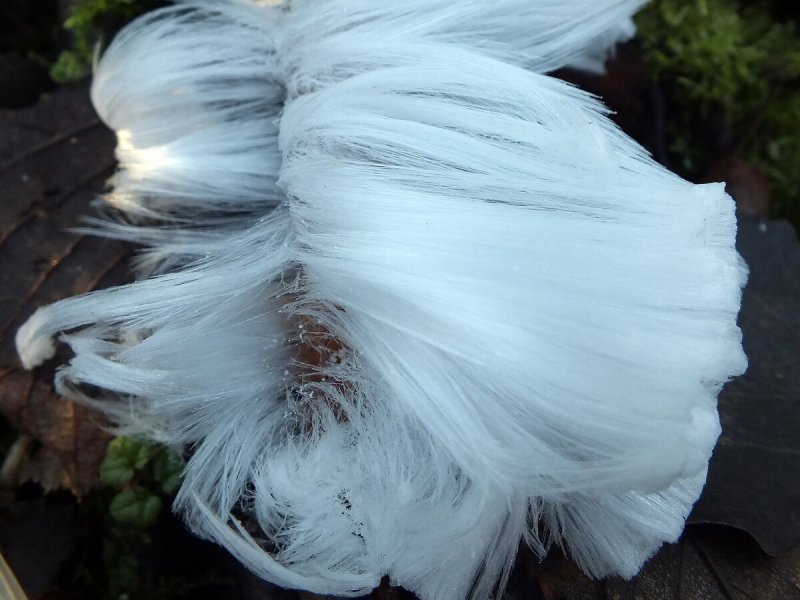 Снежные волосы грибы