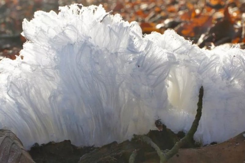 Ледяные грибы природное явление