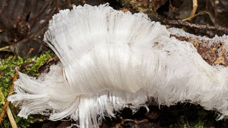 Ледяные волосы гриб