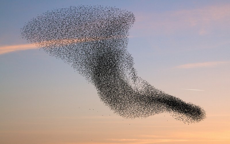 Поток тысячи птиц