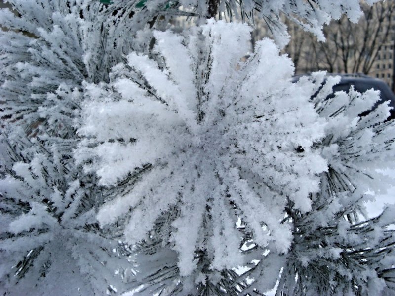 Листопадные растения зимой