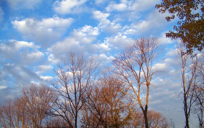 Деревья ранней и поздней осенью