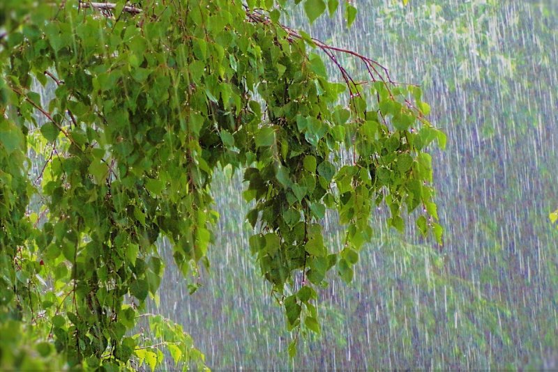 Шопен мелодия дождя