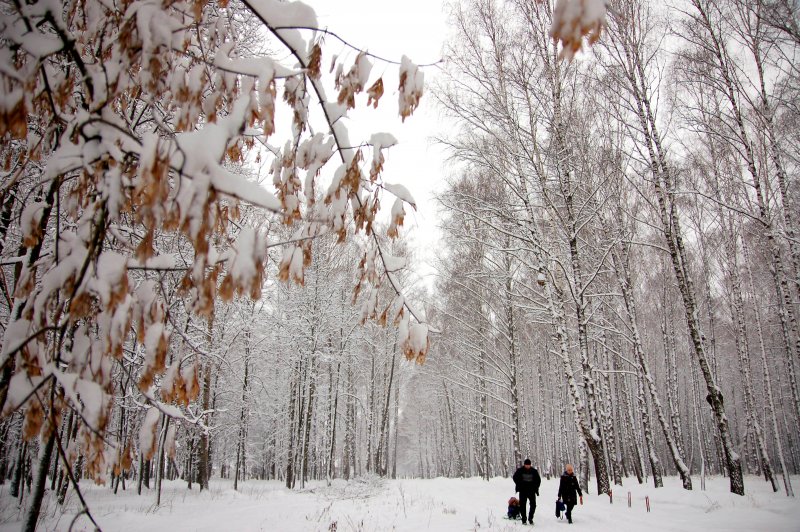 Падение мокрого снега в лесу фото
