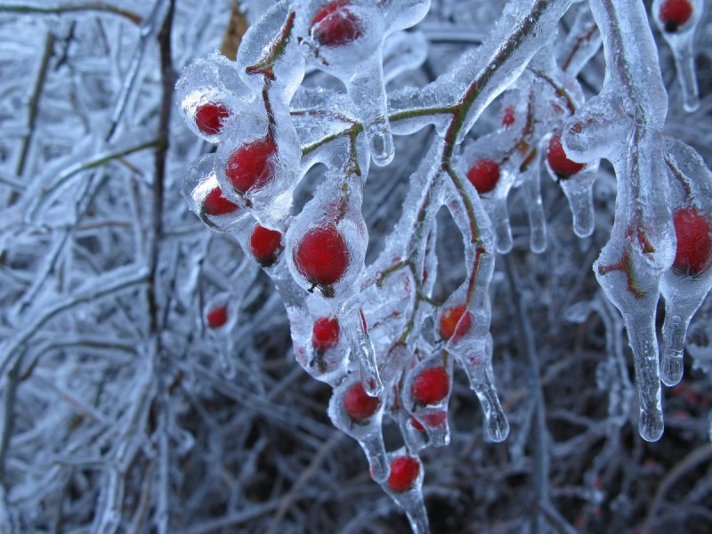 Ледяные деревья
