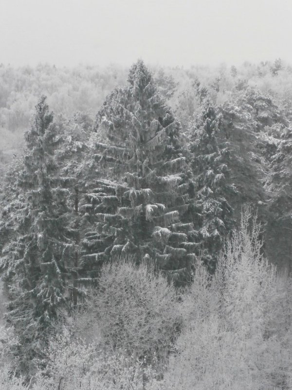 Панорама лес иней