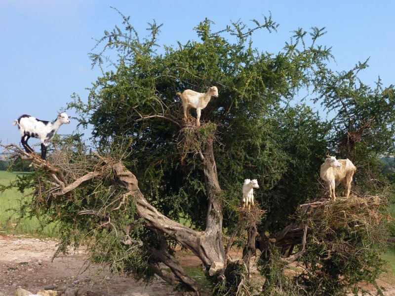 Марокко Долина аргановое козы