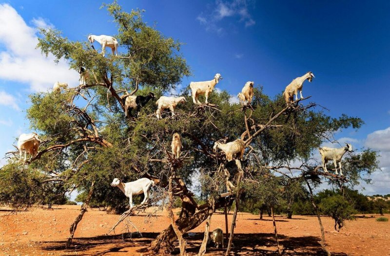 Козлы на деревьях в Марокко