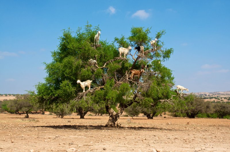 Козы прыгают по деревьям