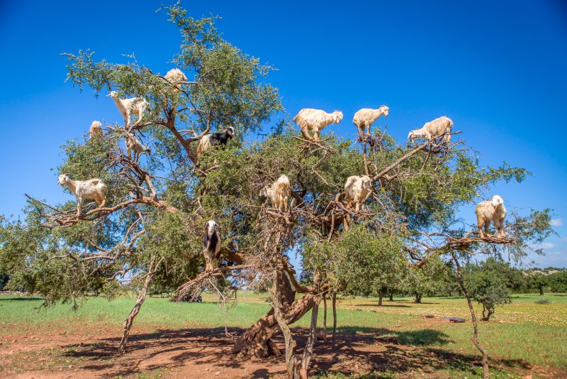 Порода коз Марокканские