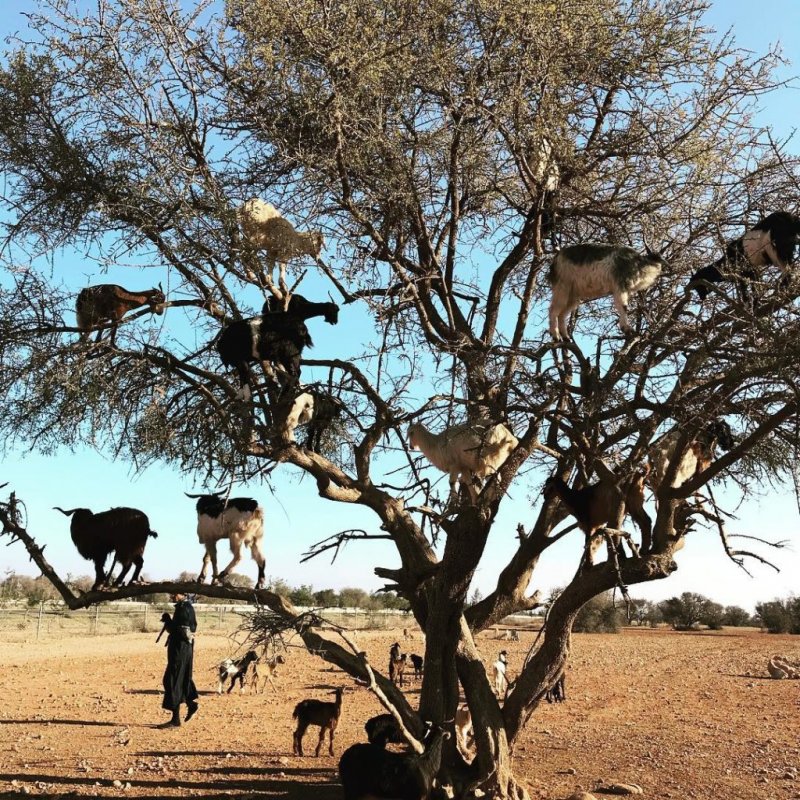 Козлы на деревьях в Марокко