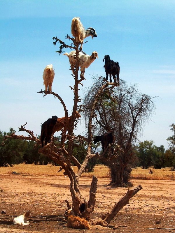 Козочки на деревьях в Марокко