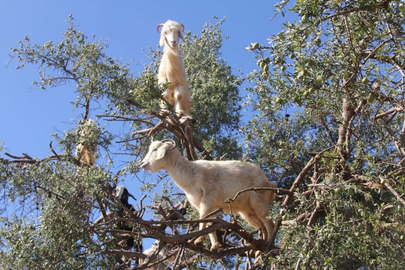Козы лазающие по деревьям Марокко