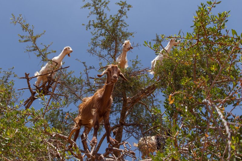 Древесные козы Марокко