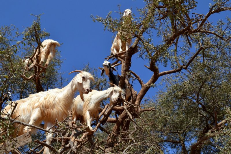 Древолазные козы из Марокко