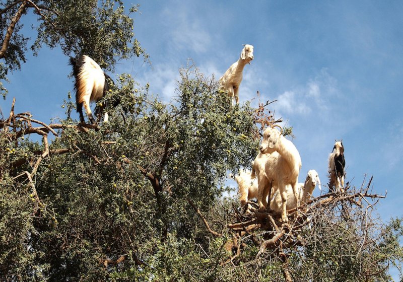 Камерунские козы на дереве