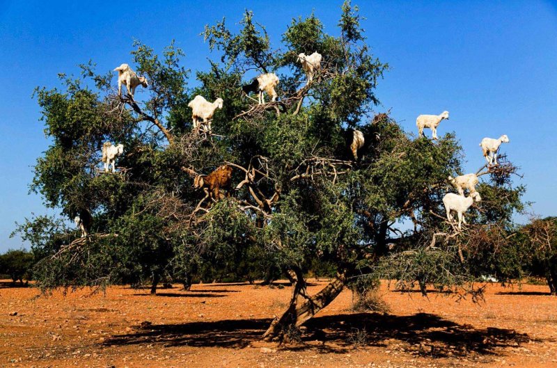 Мароккокозы на органовых деревьях