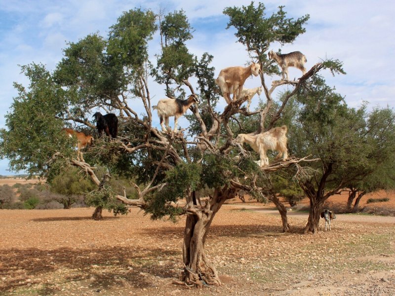 Козы в Марокко пасутся на деревьях