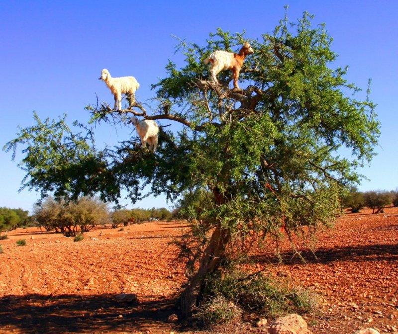 Козы в Марокко