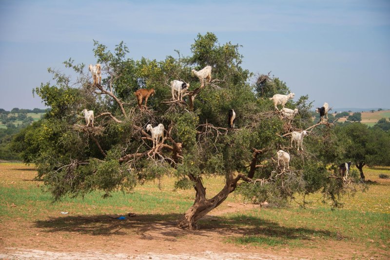 Козы в Марокко пасутся на деревьях
