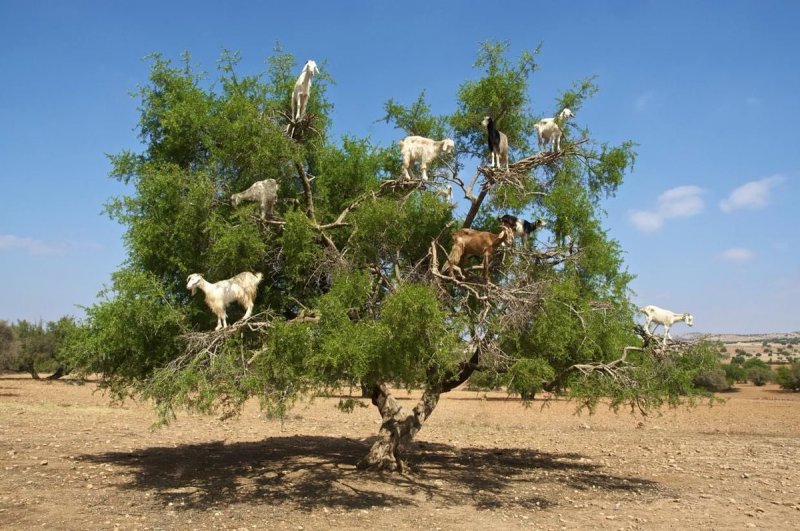 Марокканское дерево