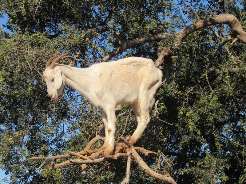 Горная коза на дереве