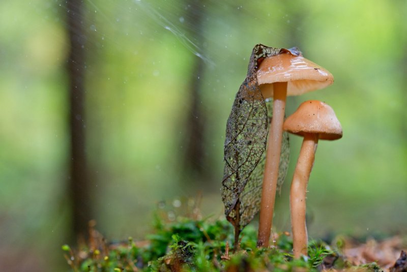 Летний грибной дождь