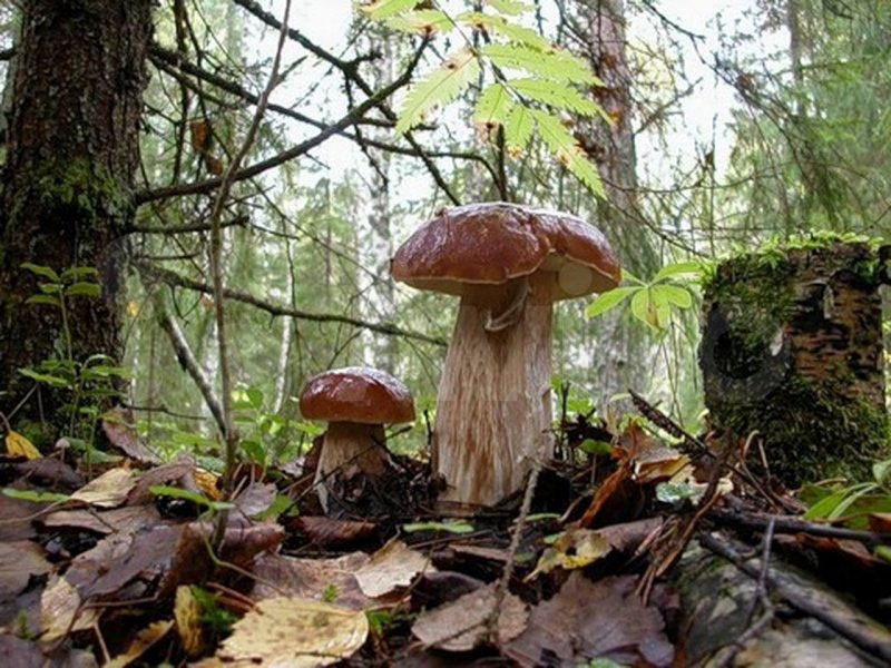 Большой и маленький гриб