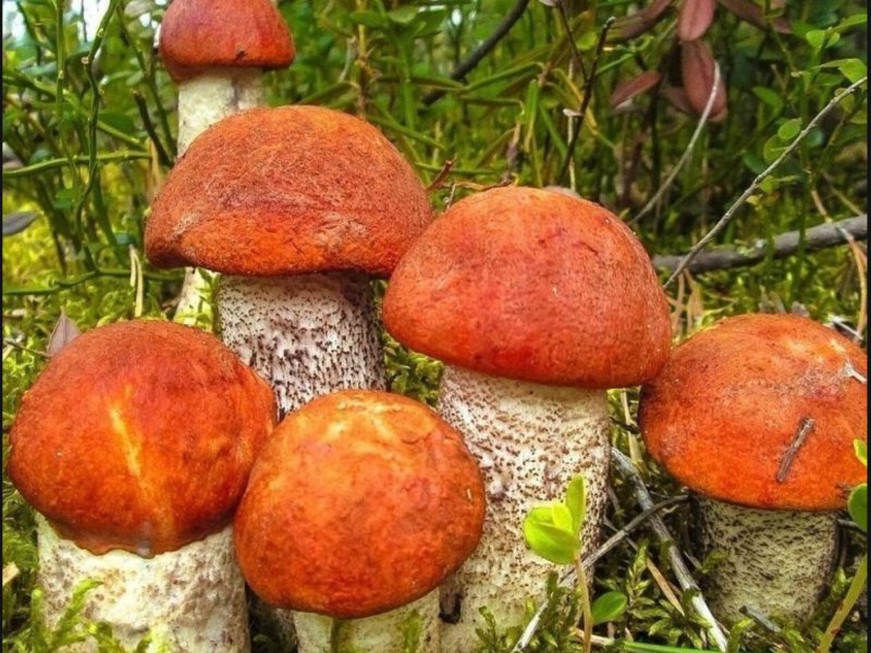 Обитатели Луга грибы