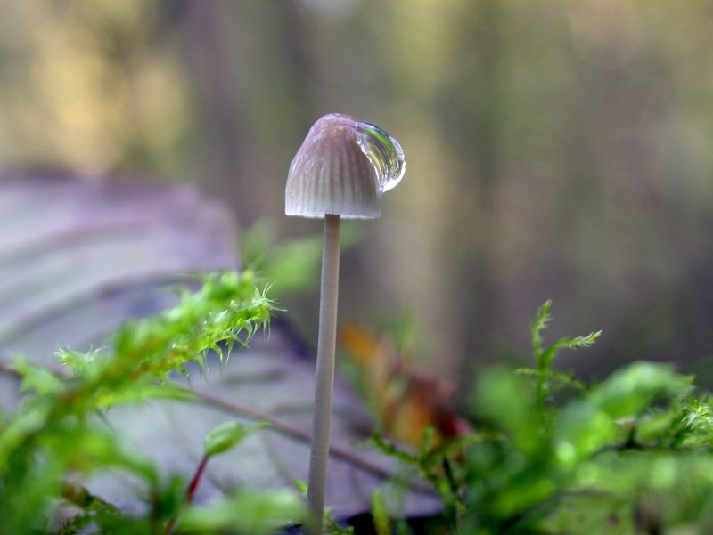 Красивые грибы с капельками
