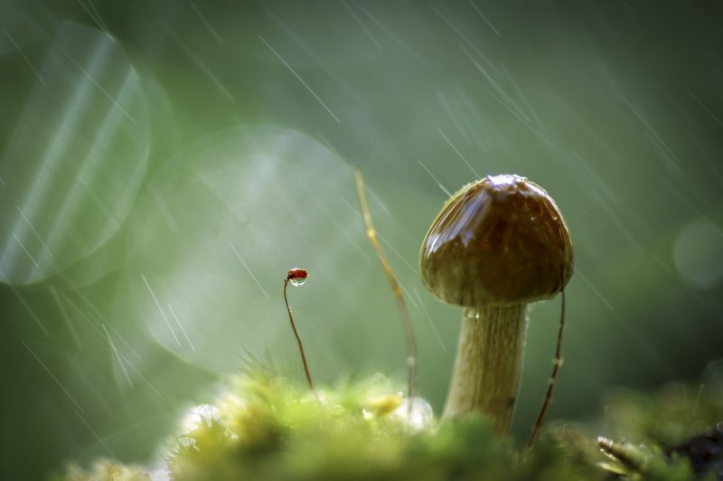Слепой грибной дождь