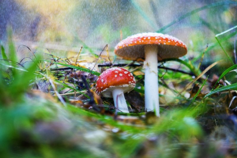 Лес осень грибы после дождя