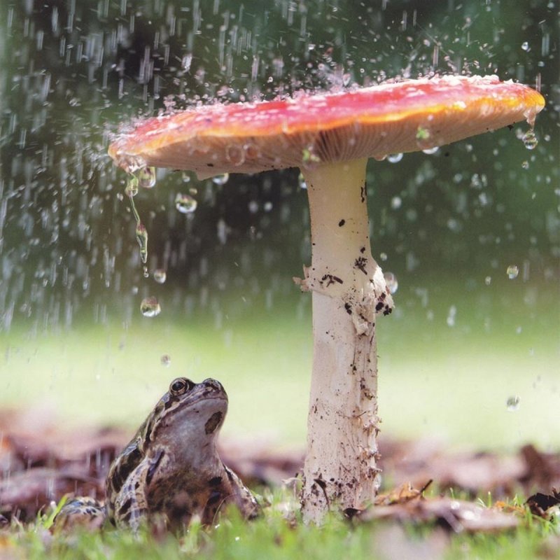 Дождь и грибы фото