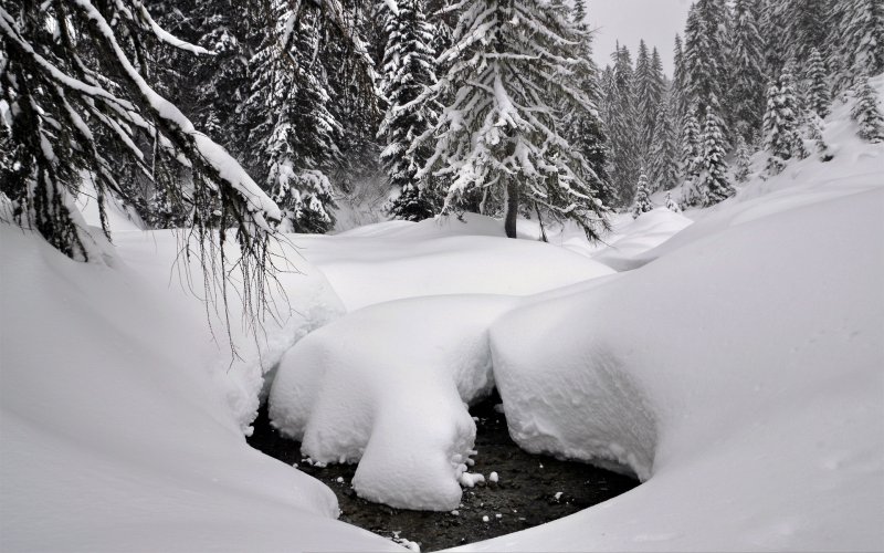 Сугробы снега в лесу