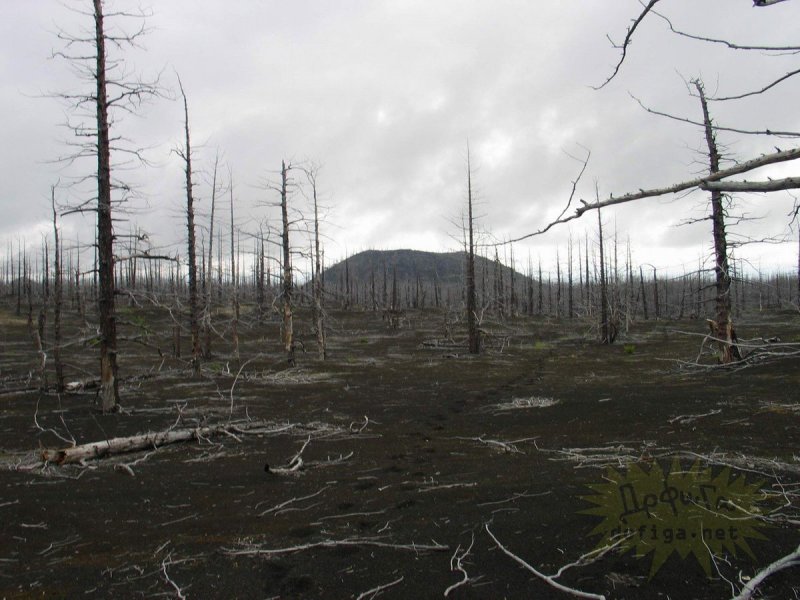Мертвый лес Камчатка