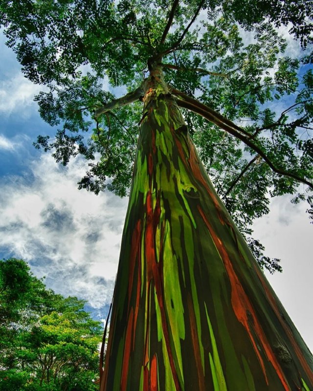 Радужный эвкалипт (Eucalyptus deglupta
