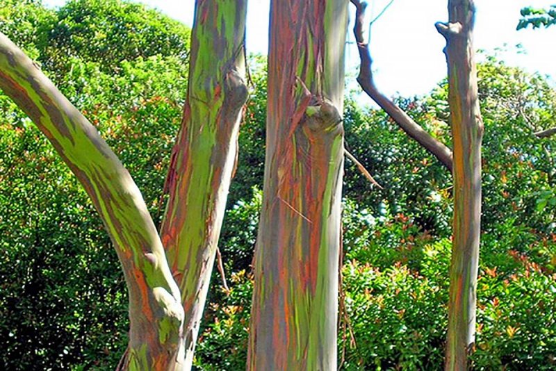 Ботанический сад в Бразилии Радужный эвкалипт