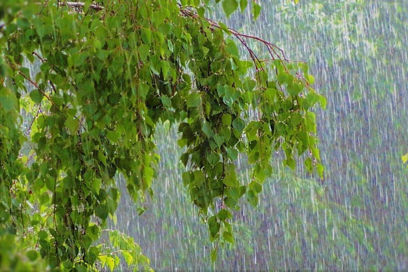 Лето дождь