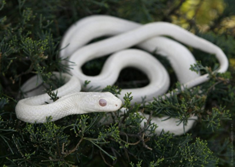 Белый маисовый полоз змея