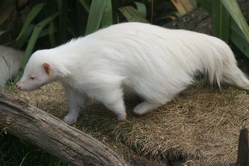Бандикут альбинос