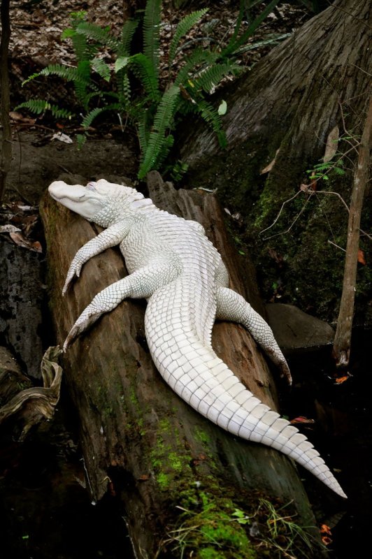 Альбино Аллигатор (Albino Alligator) 1996