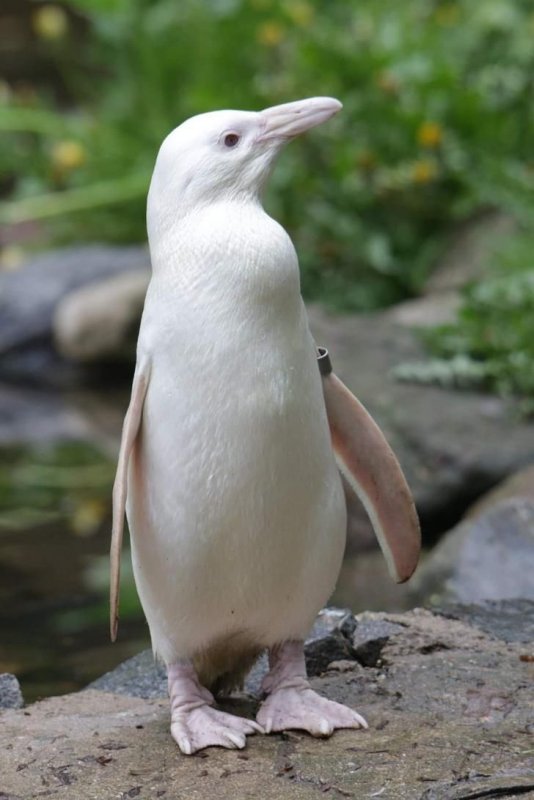 Пингвин альбинос