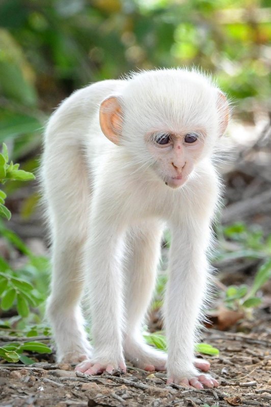 Шимпанзе альбинос