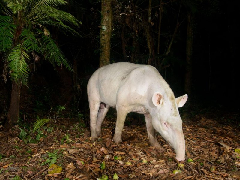 Носорог альбинос