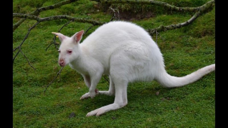 Кенгуру альбинос